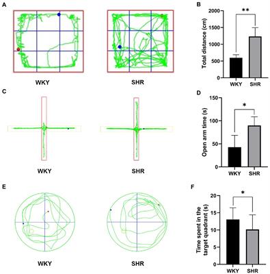 Integrating transcriptomics and metabolomics to analyze the mechanism of hypertension-induced hippocampal injury